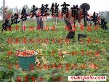 草莓大姜草莓苗選購指南 價格、廠家與圖片信息詳解